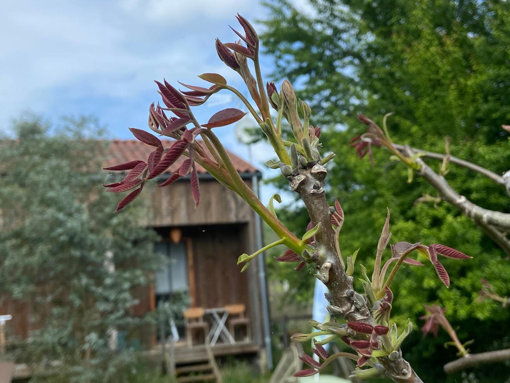 Gite Wildflower Lane Valojoulx Zewnętrze zdjęcie
